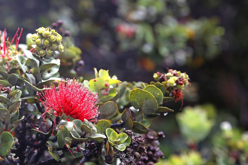 ʻŌhiʻa Red ʻōhiʻa blossom