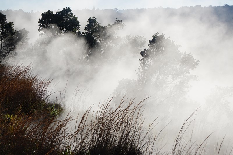 Steam Vents Trees and tall grass through steam at sunrise