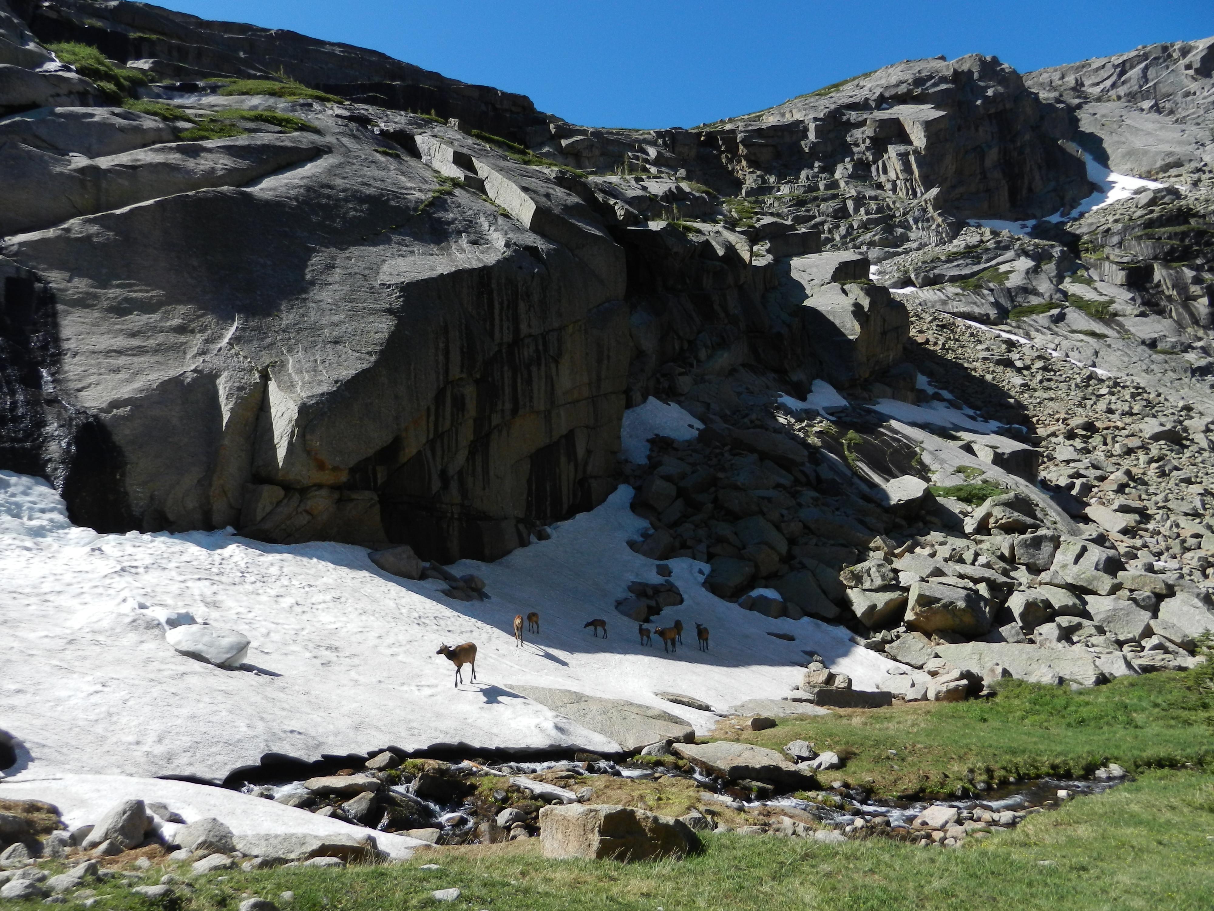 A small group of elk are standing on a snowfield in an alpine tundra area near Black Lake