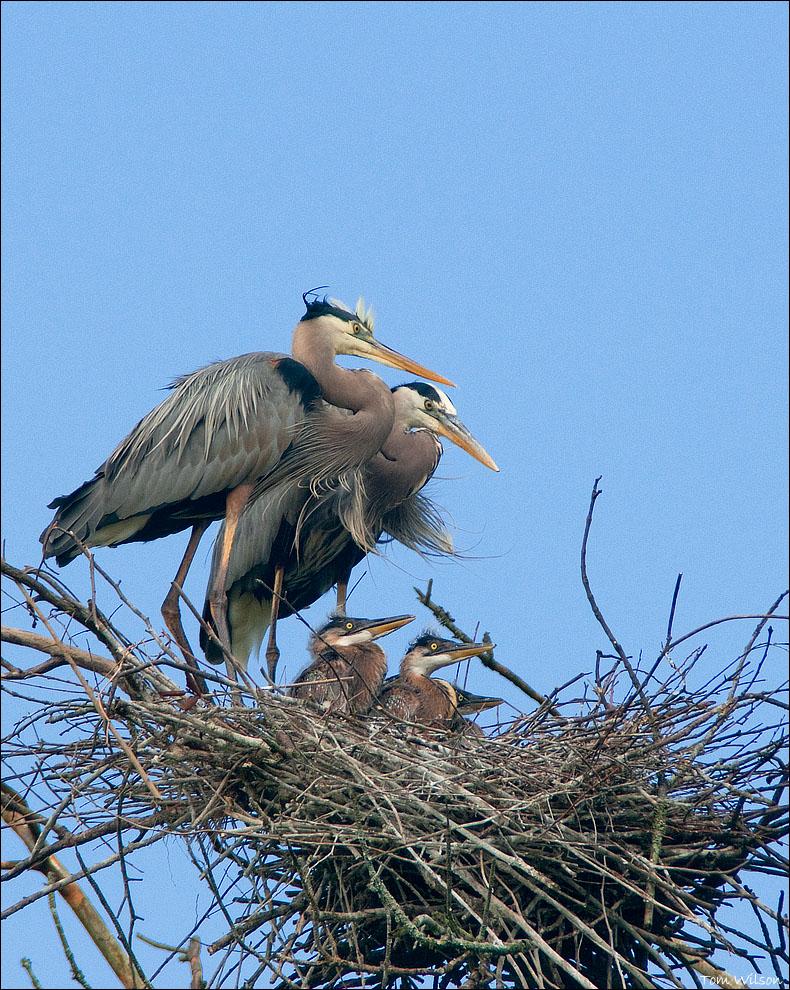 Two adult Great Blue Herons stand watch over their 3 young chicks in the nest.
