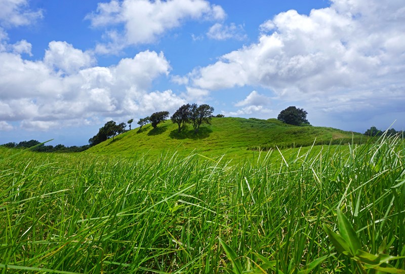 The Kahuku Unit Grassy hill dotted with trees underneath a blue sky with white clouds