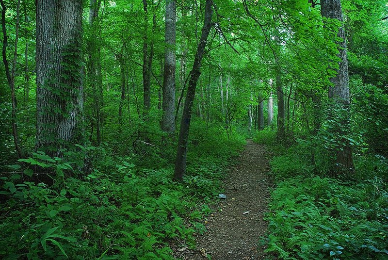 Inviting Trail Trail heading off under a canopy of trees.