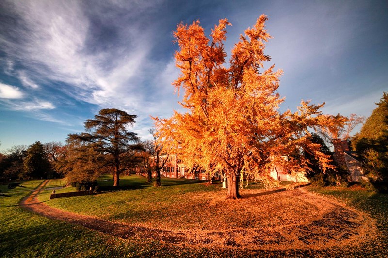 Chatham in the Fall Trees with fall colors in front of large brick manor house