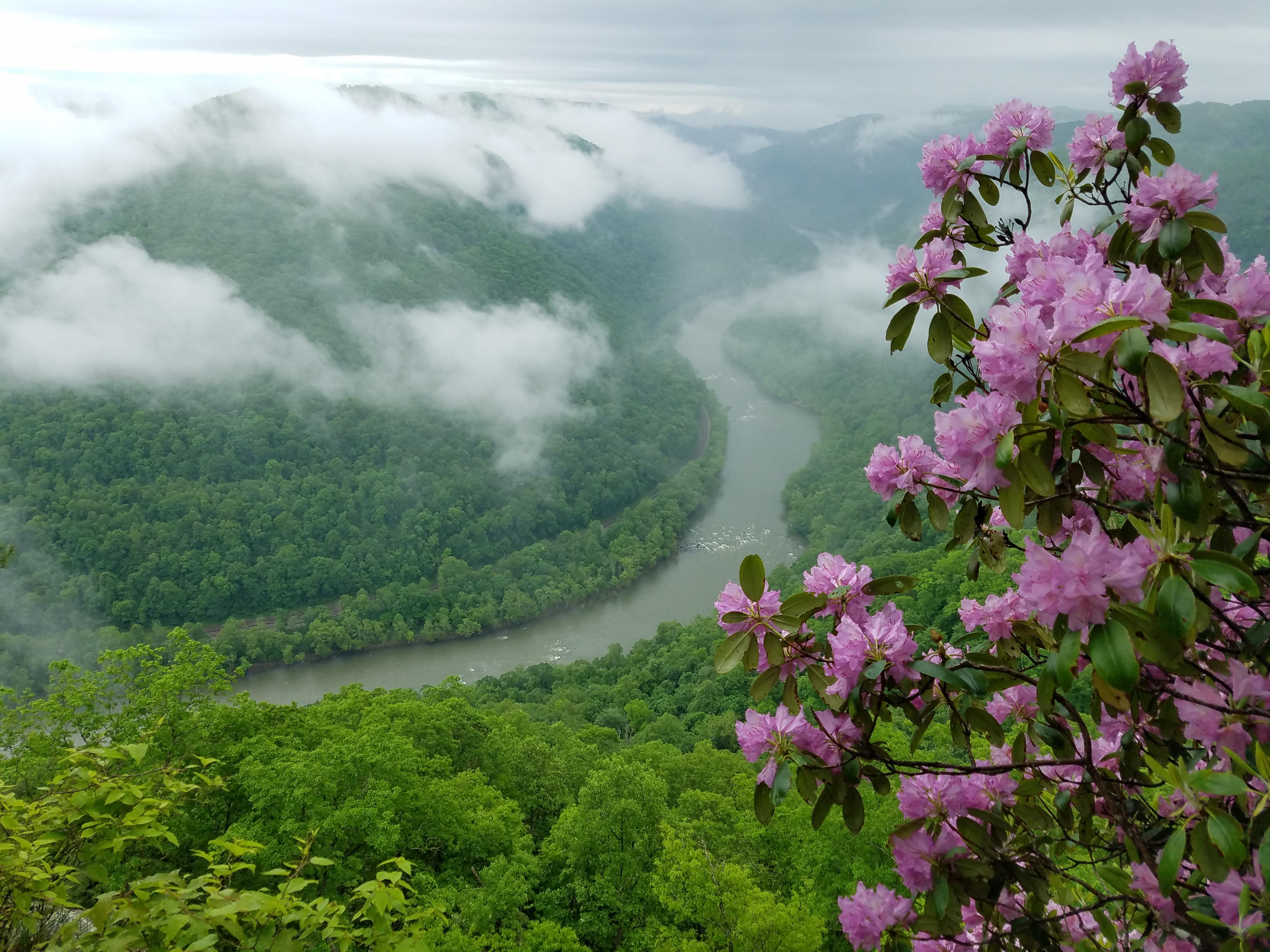 Colored photograph of the New River in the distance below, looking past bright pink rhododendrons