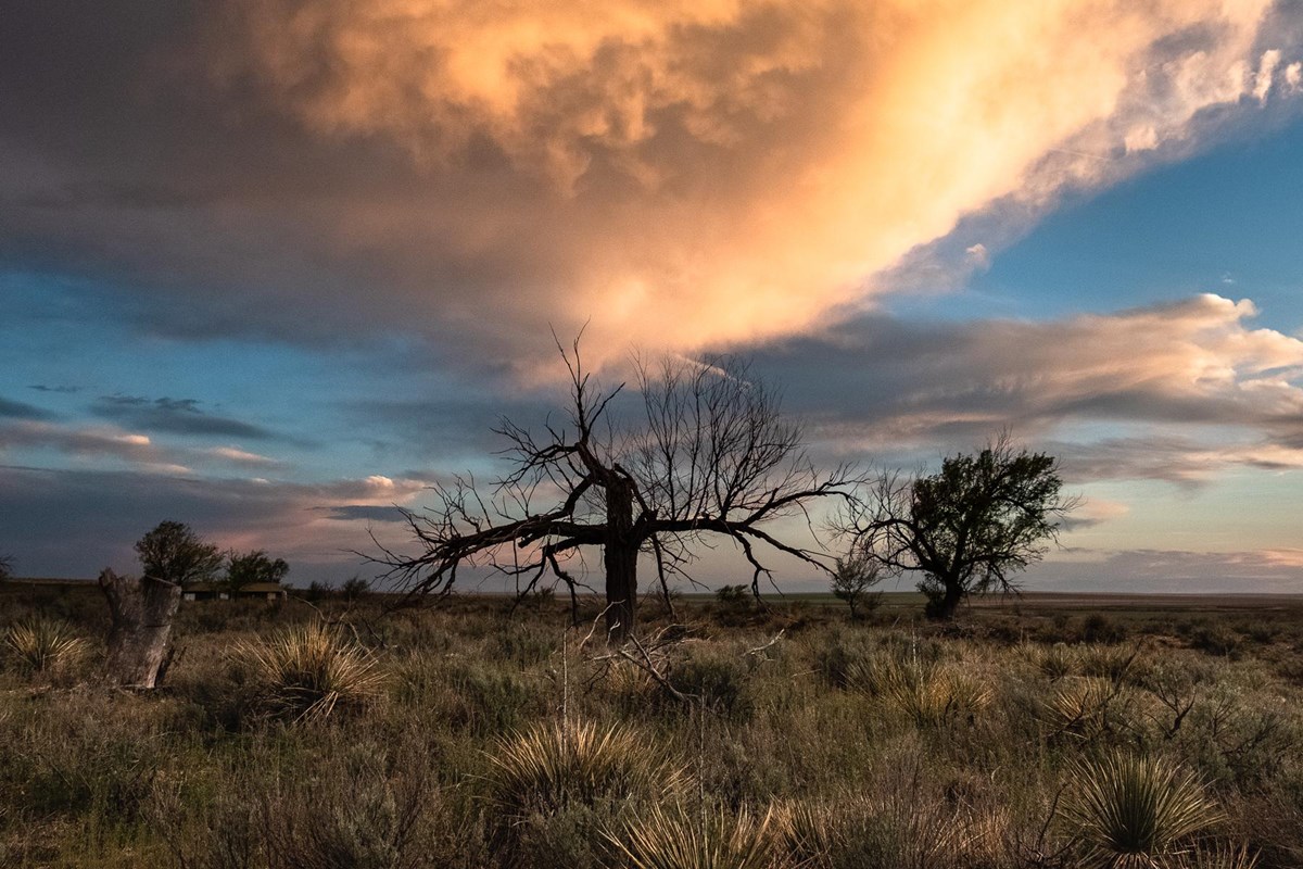 A dead tree rises from a grassy field and is silhouetted against a pink cloud at sunset.
