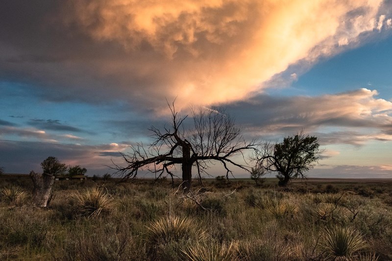 Amache Sunset A dead tree rises from a grassy field and is silhouetted against a pink cloud at sunset.