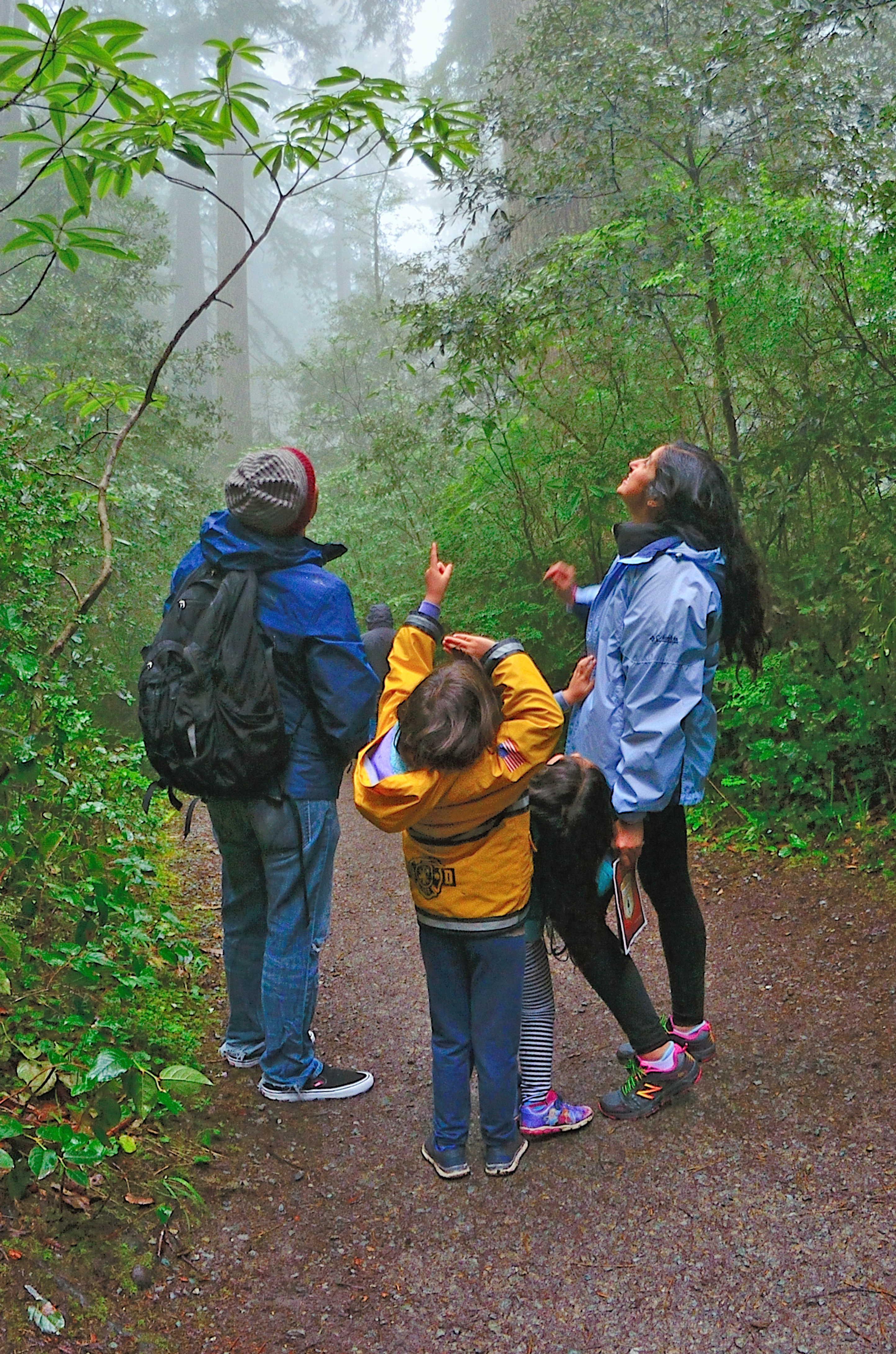 Family Enjoys the Redwoods