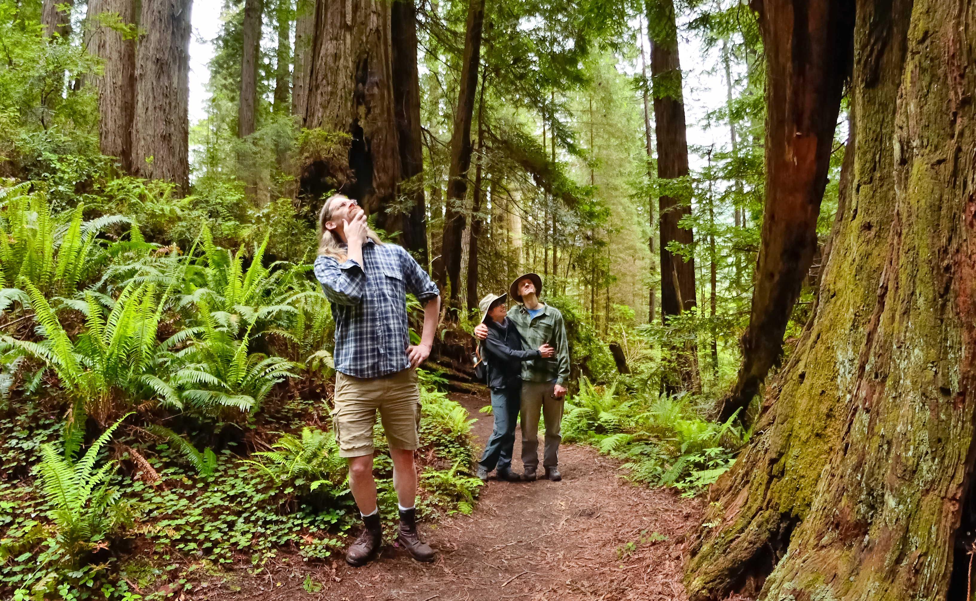 How Tall is that Redwood?