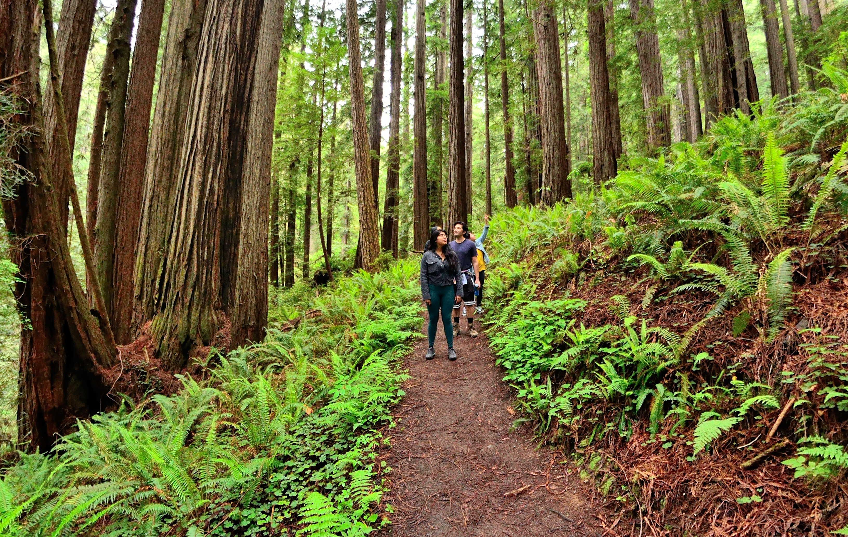 Four adults stand on a trail surrounded by redwood trees