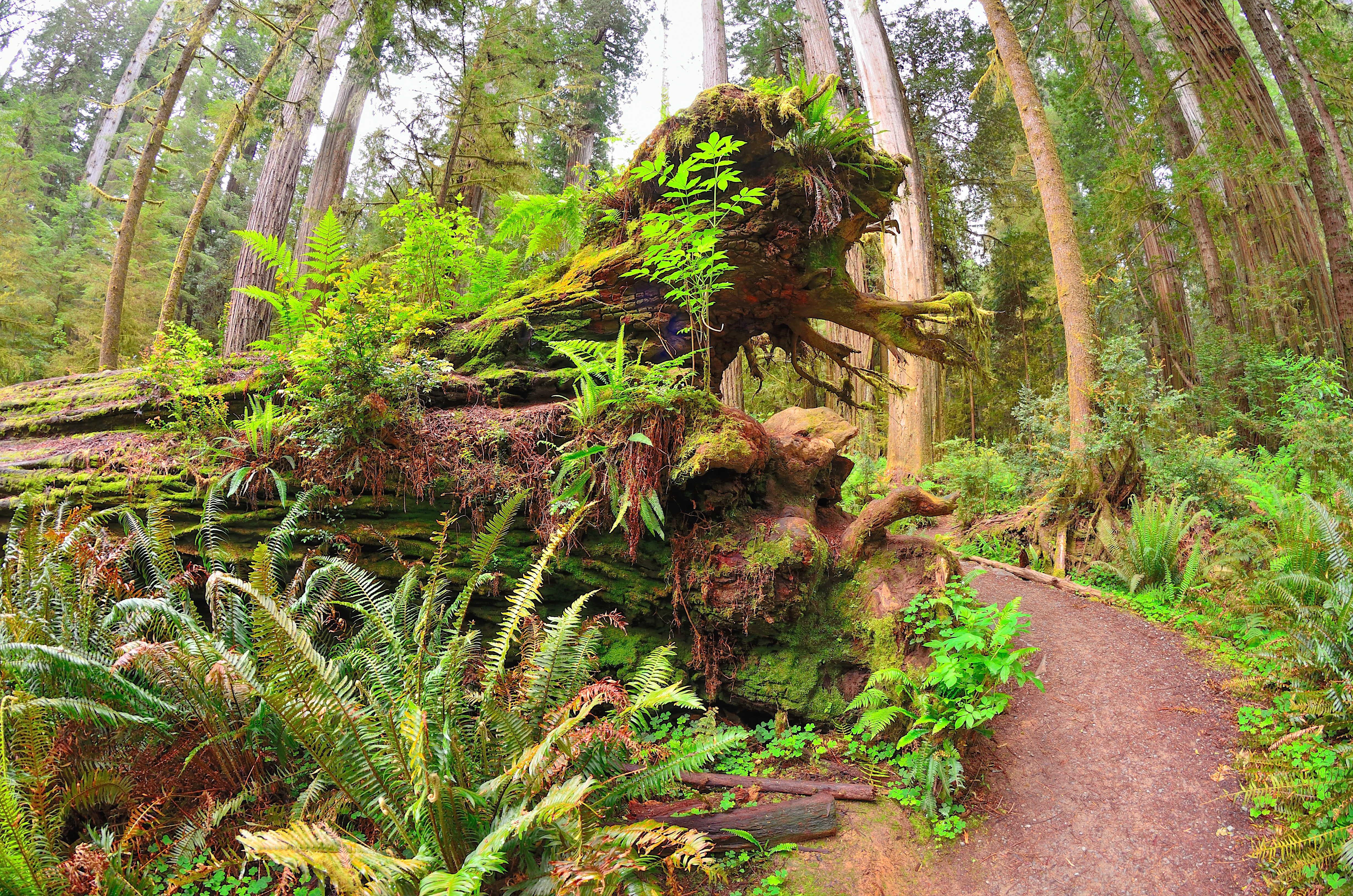 Nurse Log