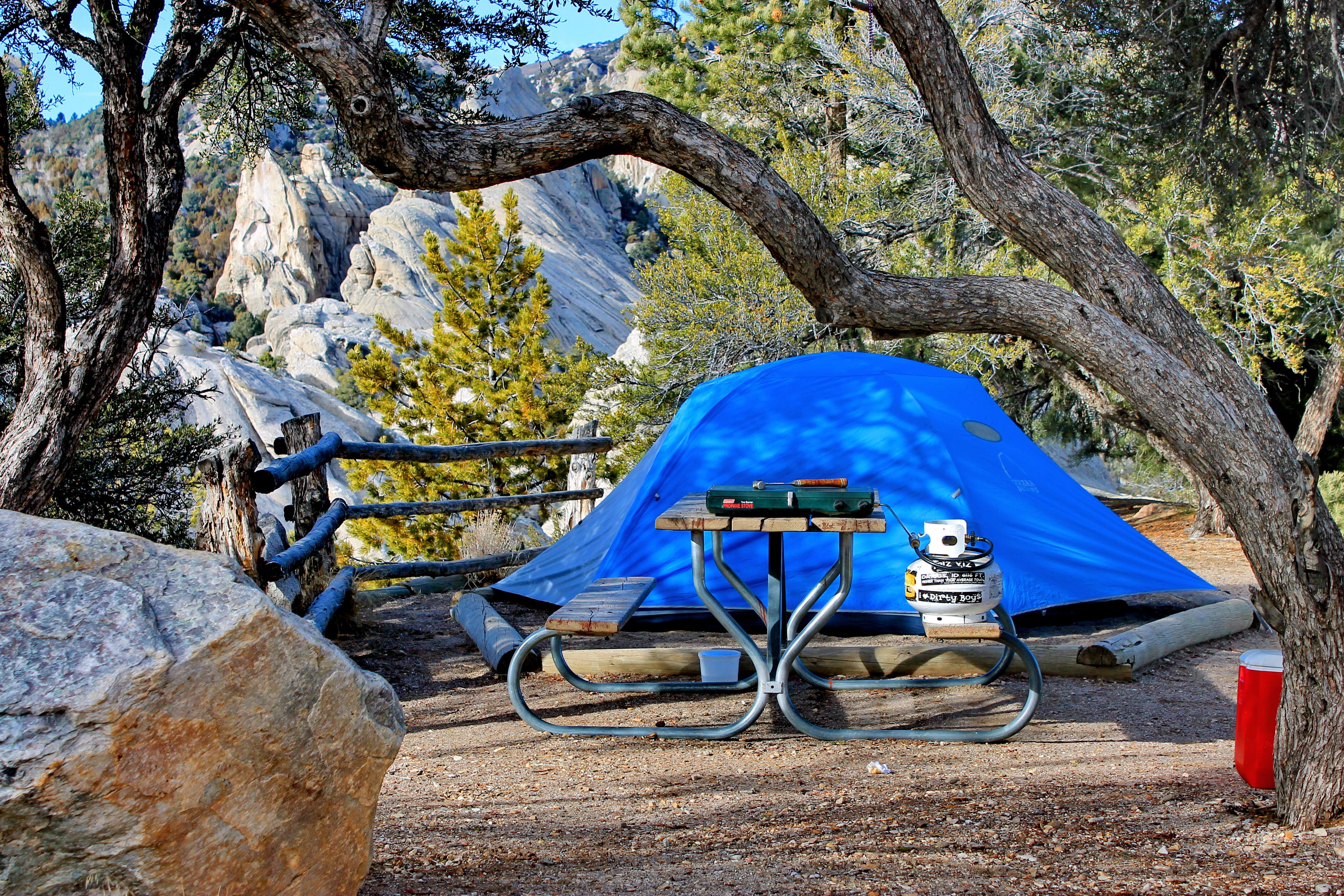A blue tent is nestled in shade of mountain mahogany