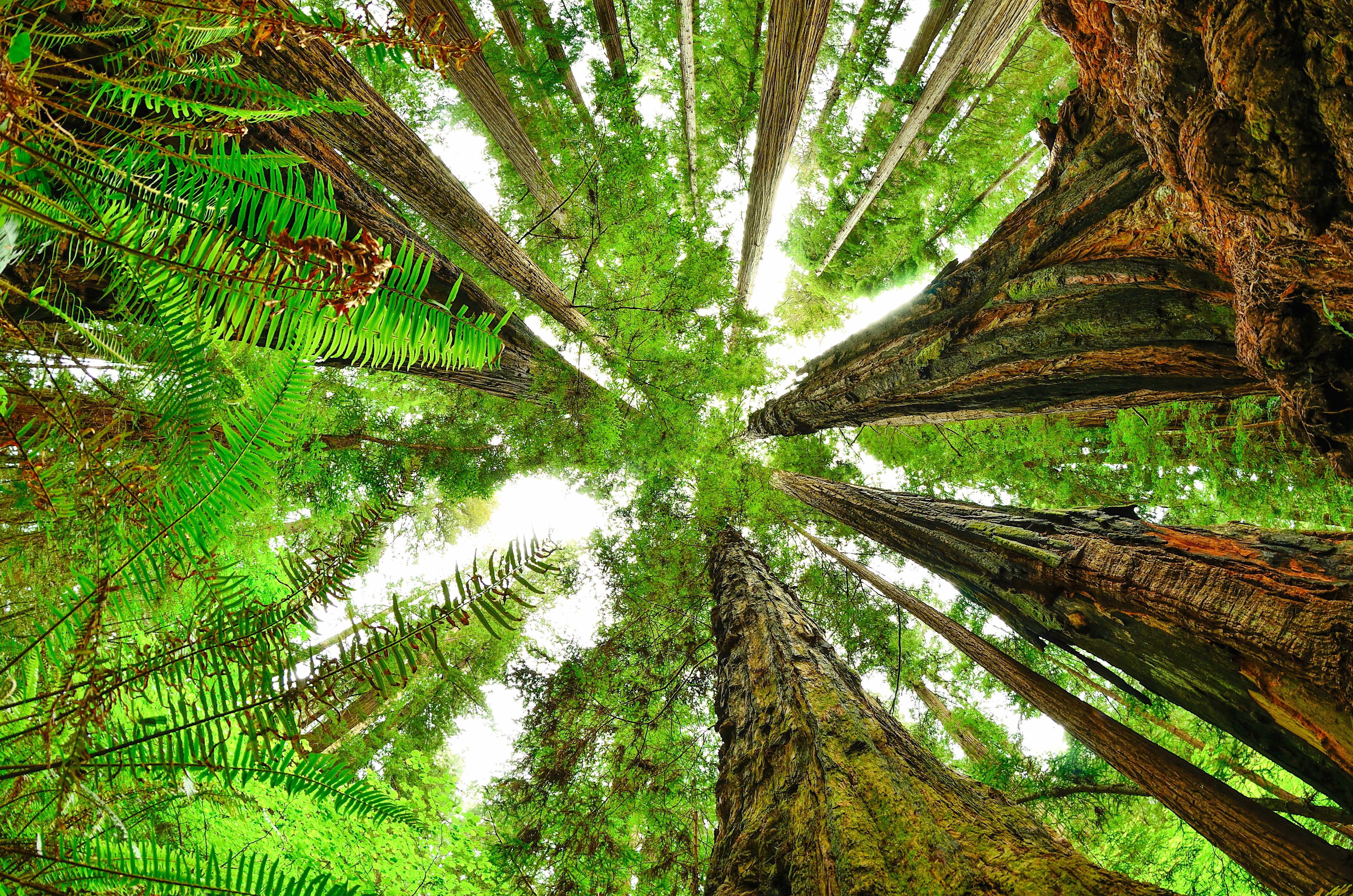 Fish-eye view of Redwood canopy