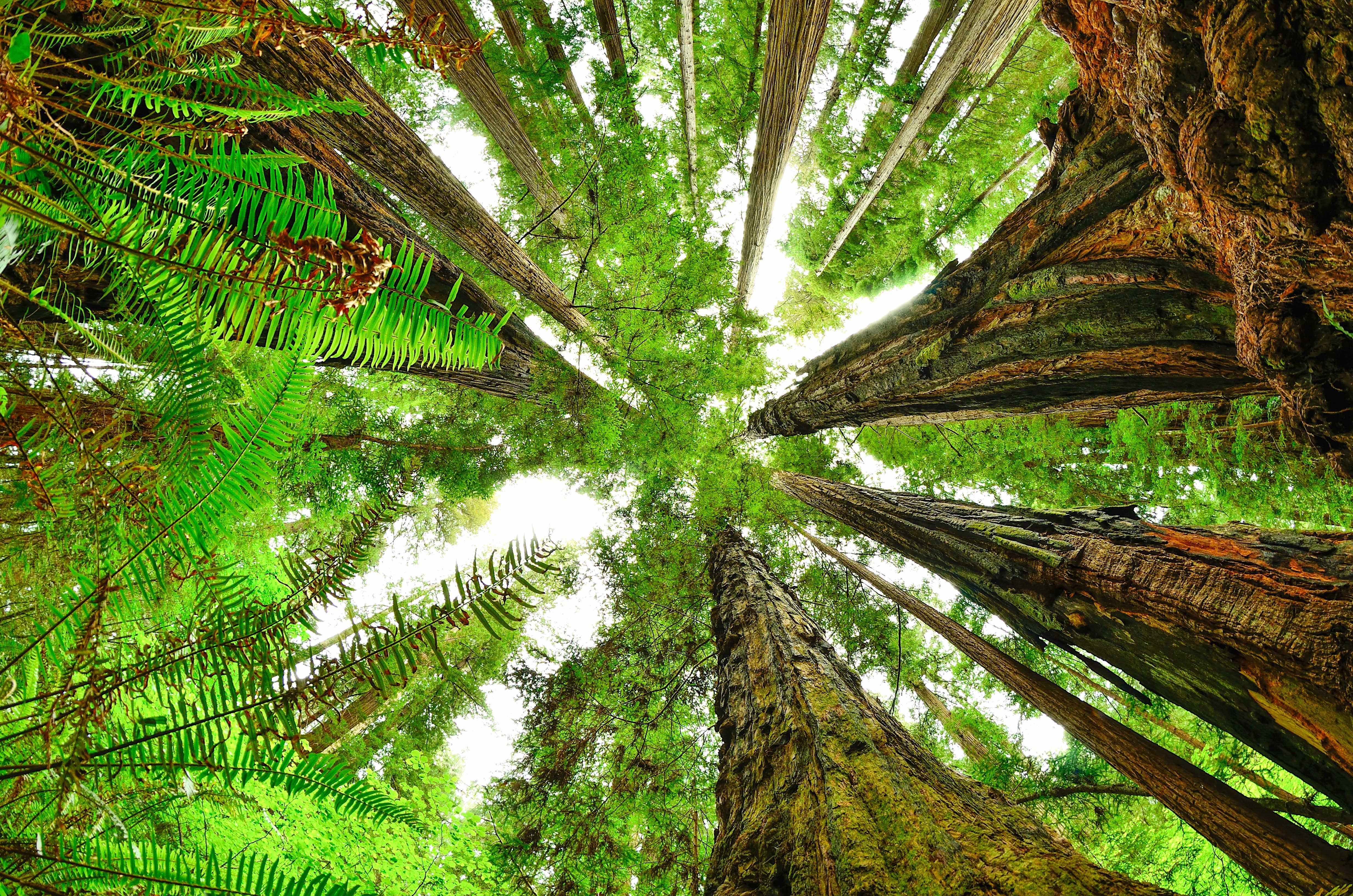 View from forest floor looking straight up. Ferns as seen close up and redwood trunks meet.