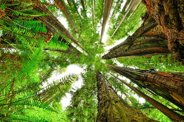 Redwood National and State Parks