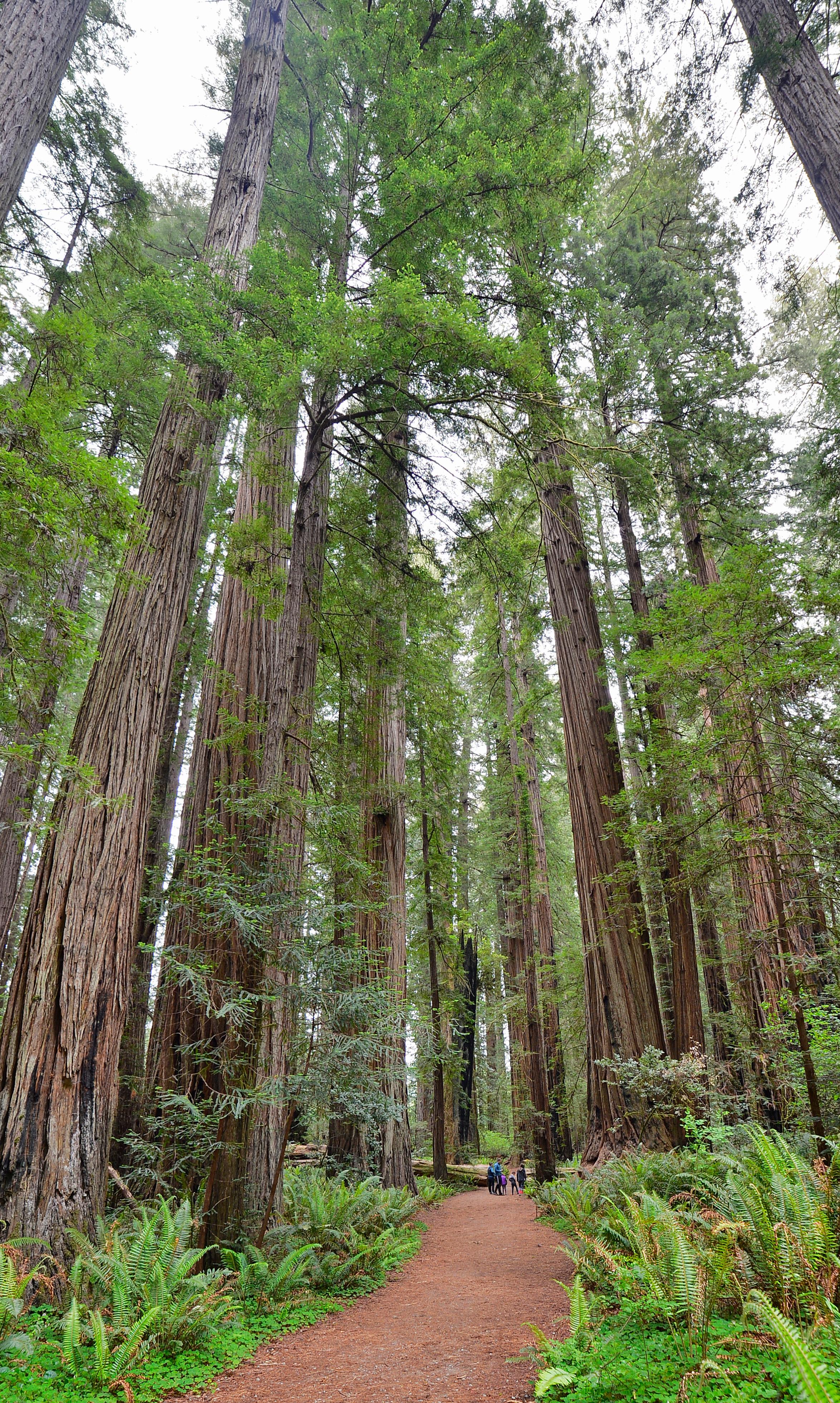 A family walks in Stout Grove