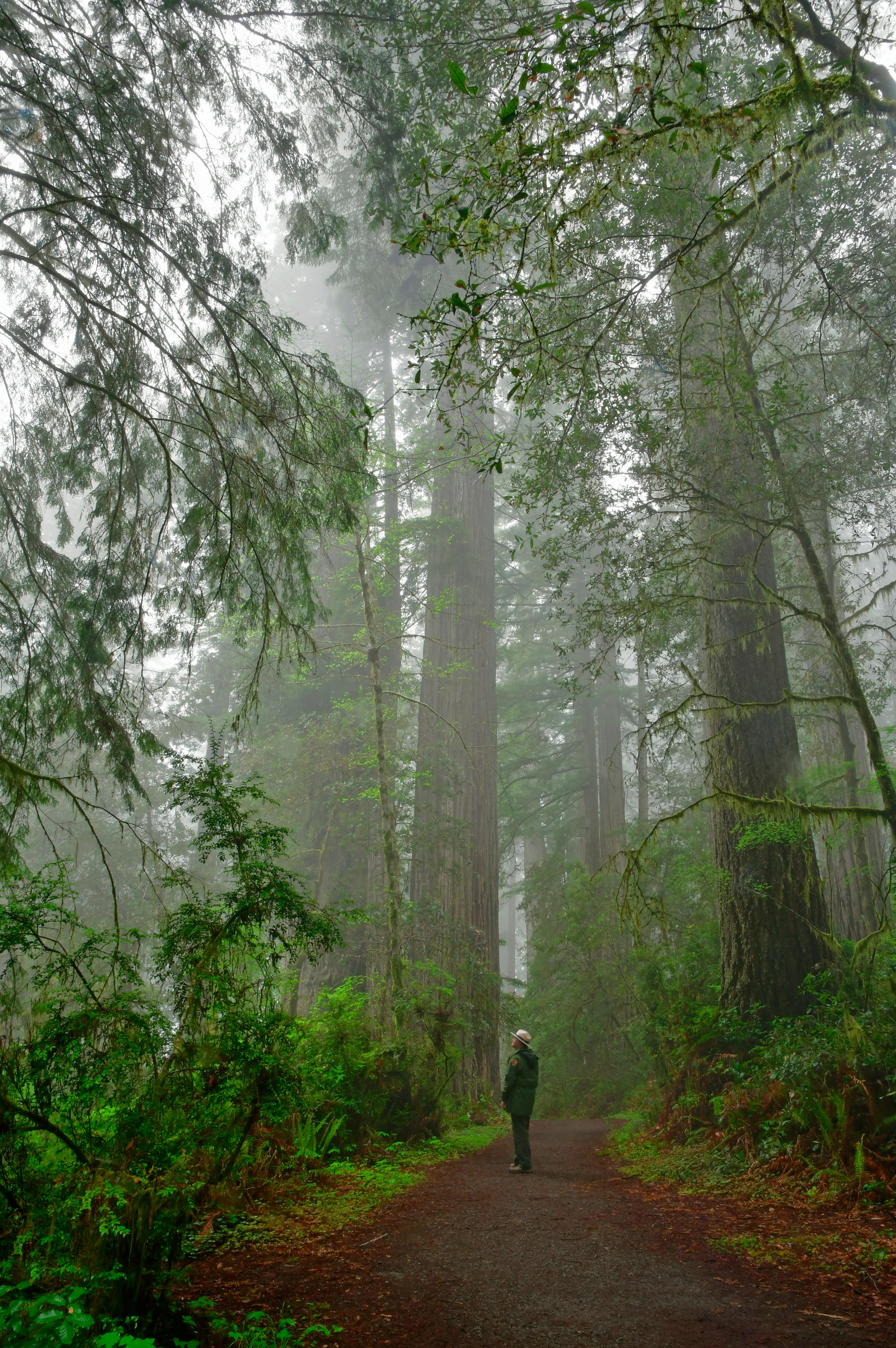 Fog surrounds tall redwoods on a trail. A park ranger stands in the distance.