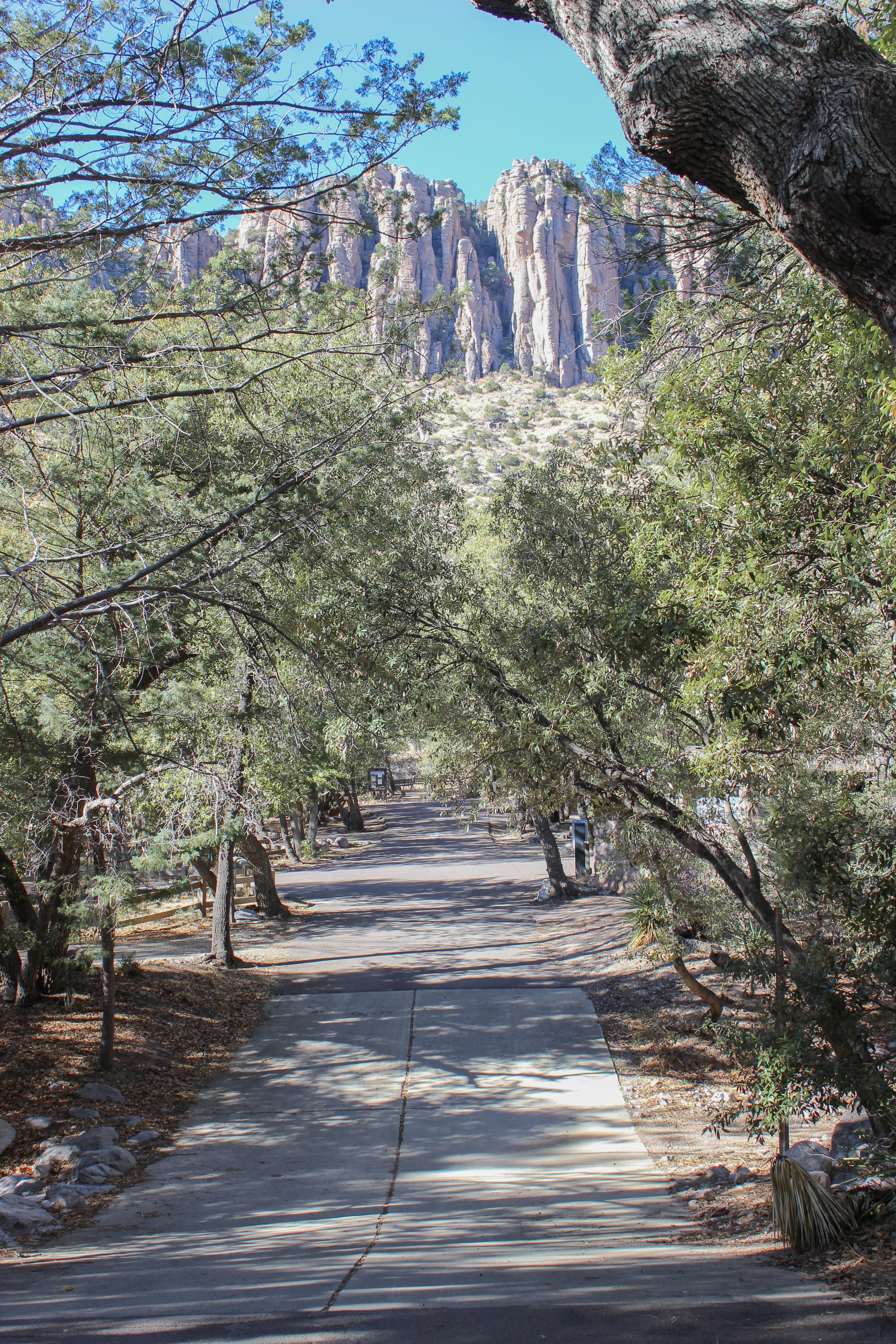 trees lean over a concrete drive with large dip and rocky cliff behind