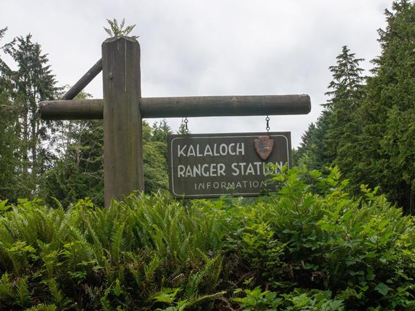 A sign amidst greenery. It reads "Kalaloch Ranger Station."