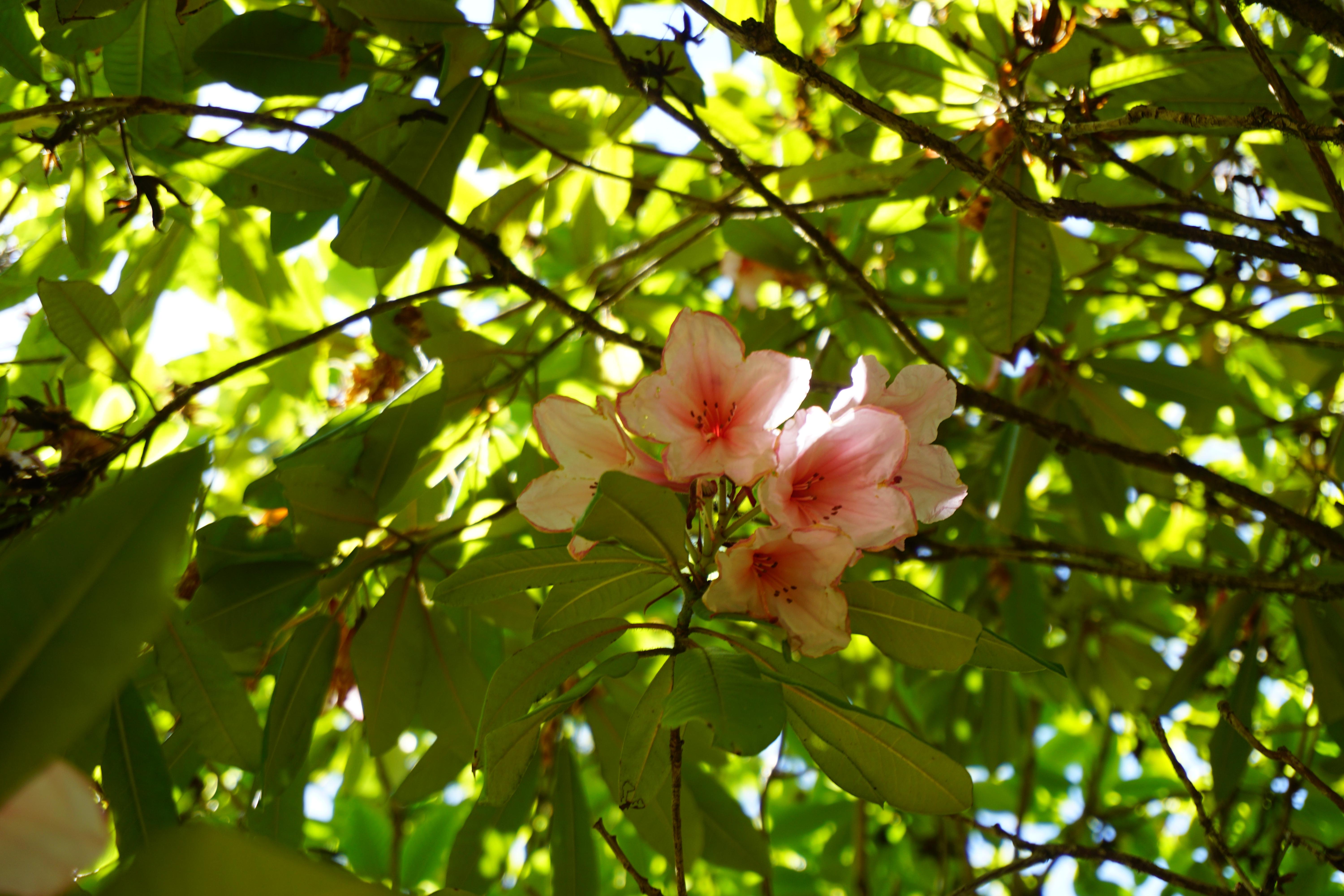 Pink flowers on a bush