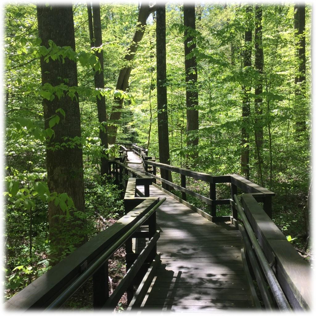 Wooden boardwalk leading onto the woods