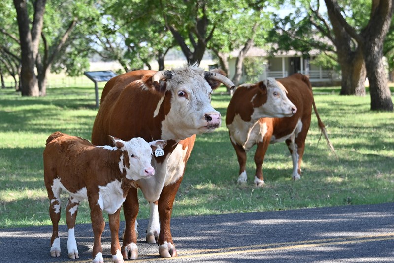 Hereford Cattle Enjoy the Shade at the Birthplace Two brown and white cows and calf stand in the shade of trees with a small white house in background