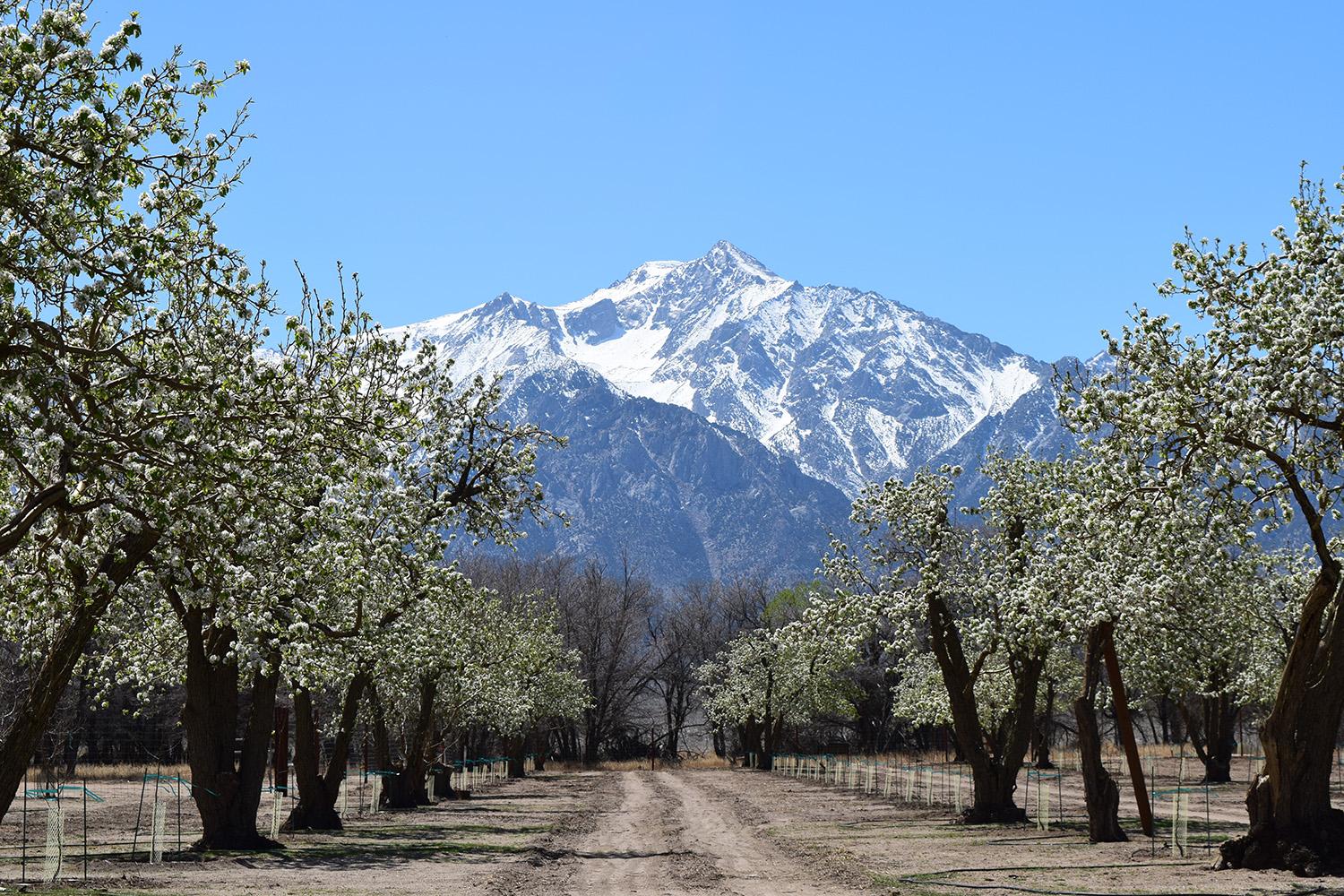flowering pear trees with mountains in background