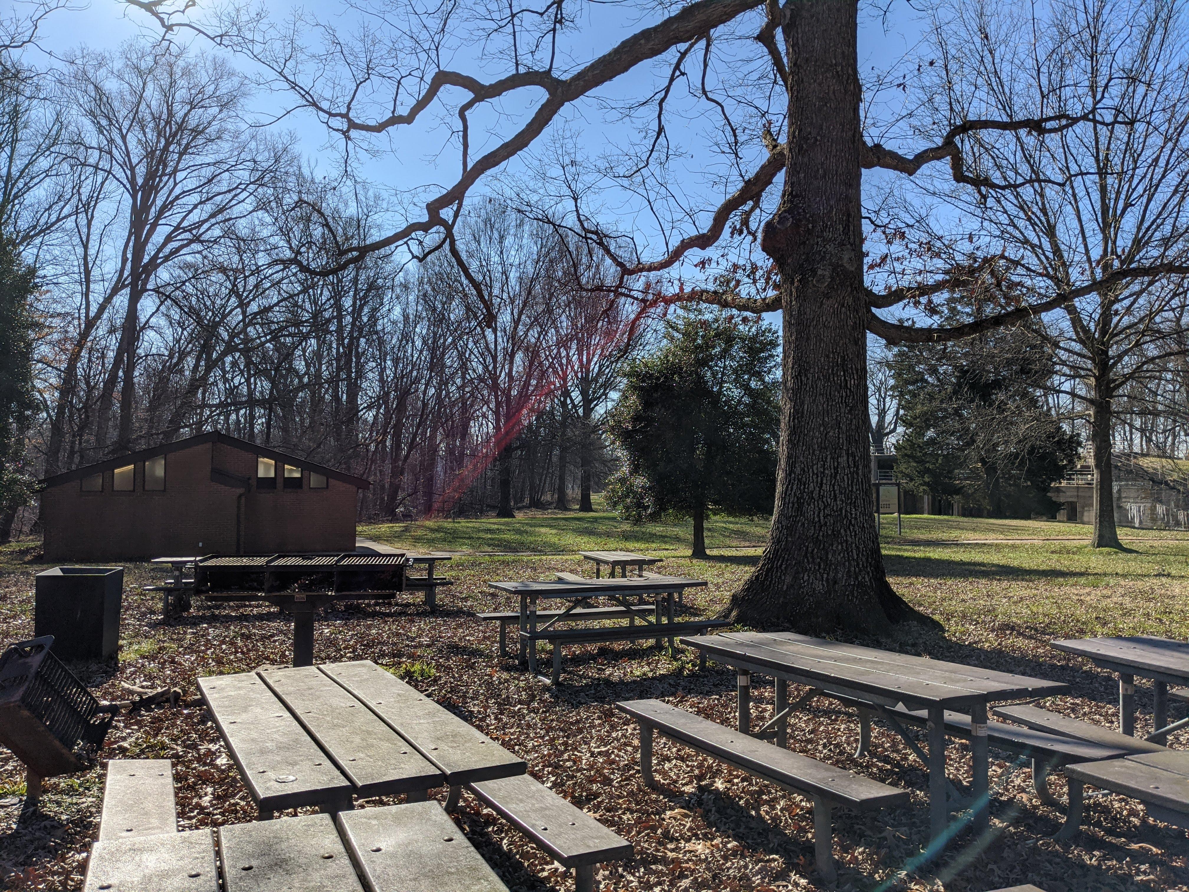 Picnic tables under a tree