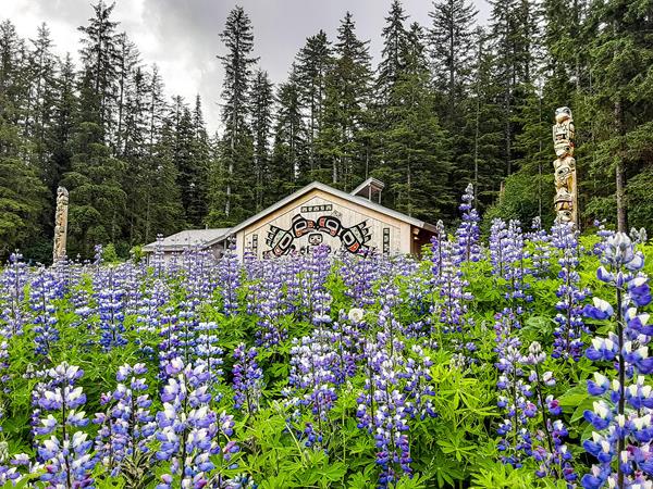Thick bunch of purple lupine wildflowers fills the scene in front of the huna tribal house