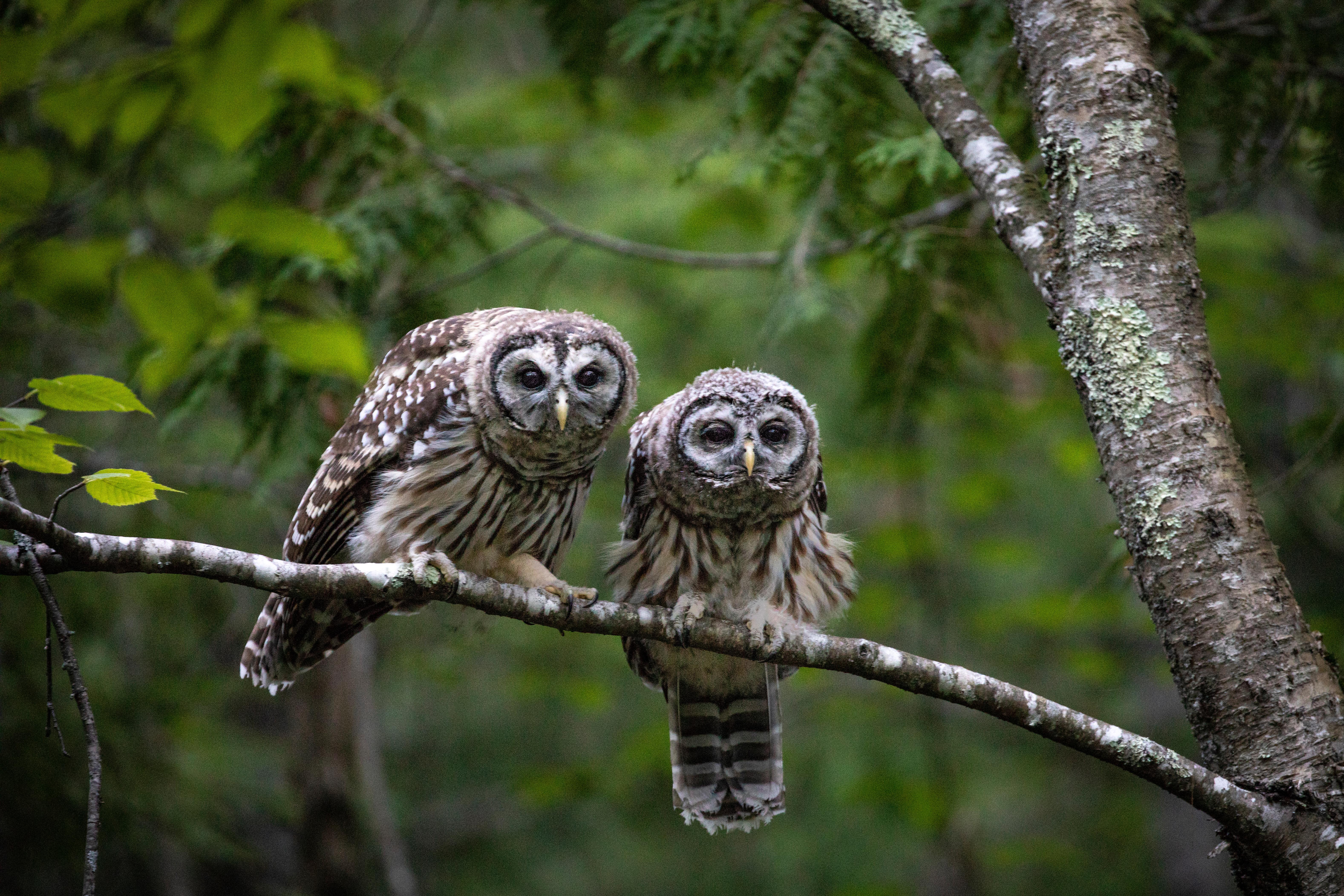 Two small owls with giant eyes are perched next to each other on a tree branch in a dense forest.