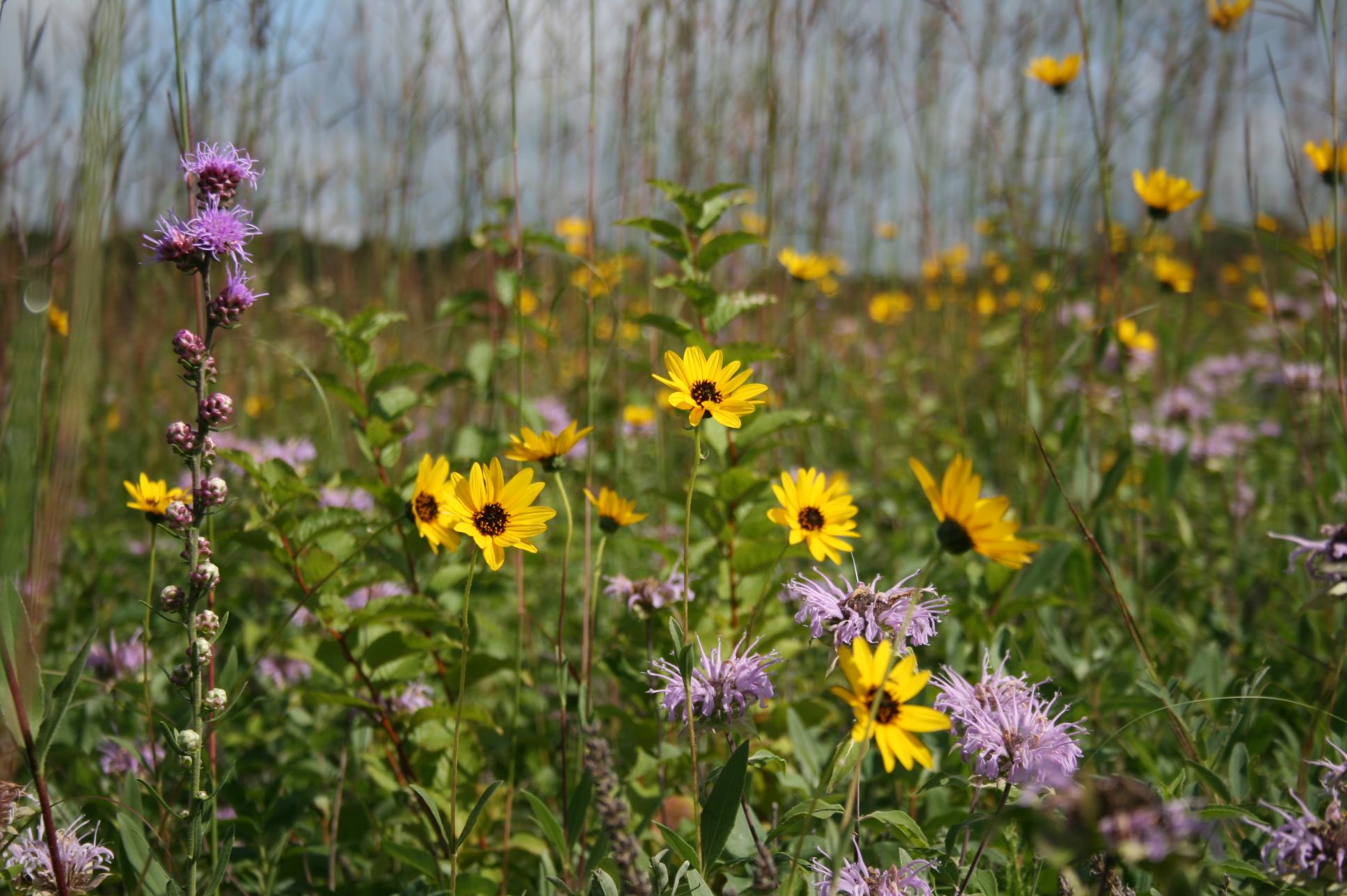 Purple and yellow wildflowers in a field of tall grass