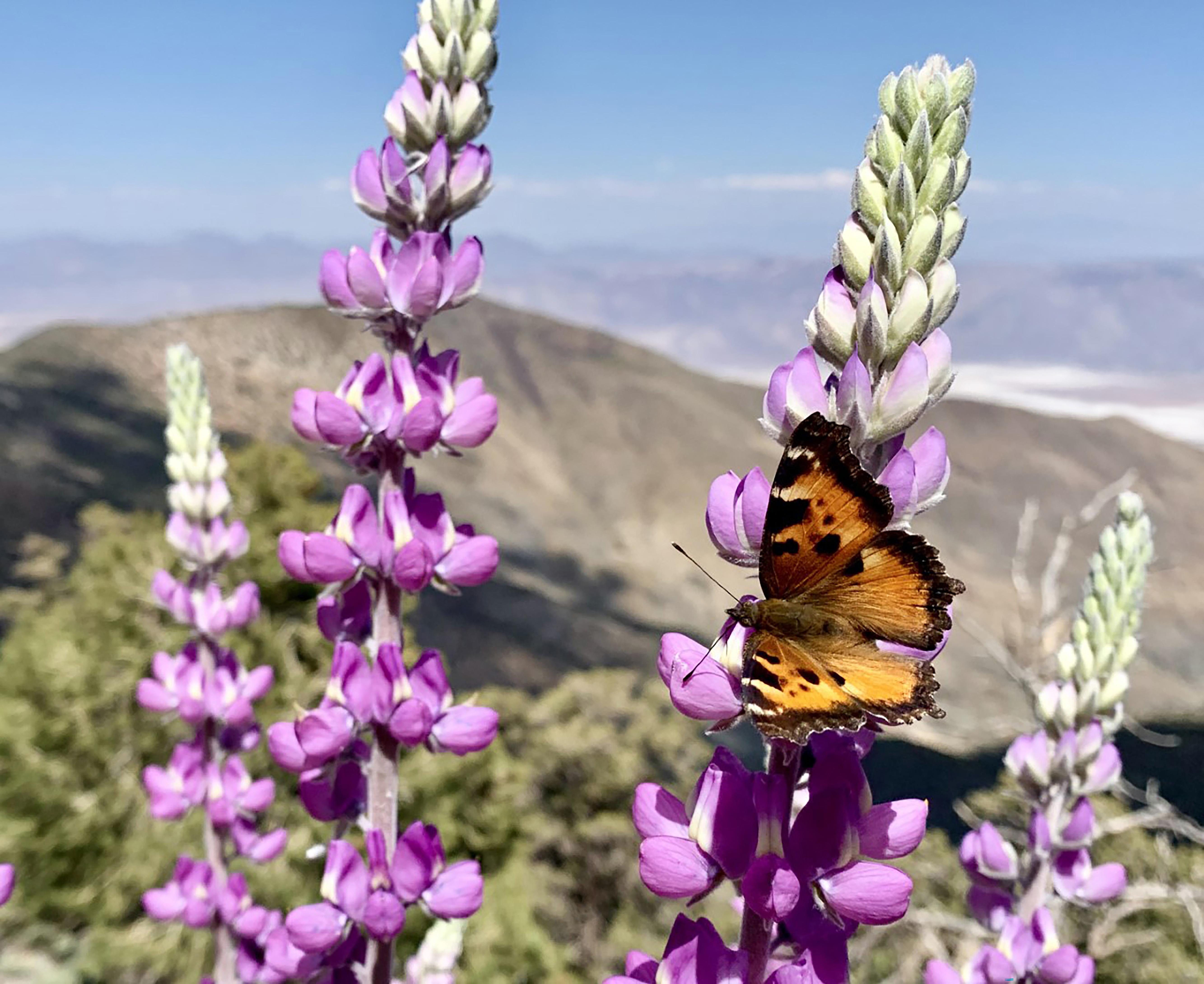 pink lupine flowers with an orange and black butterfly