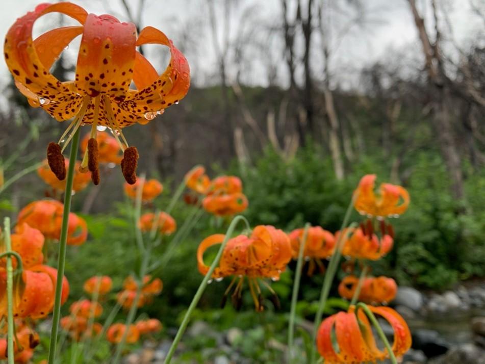 Orange flowers with small black circles along a creek.