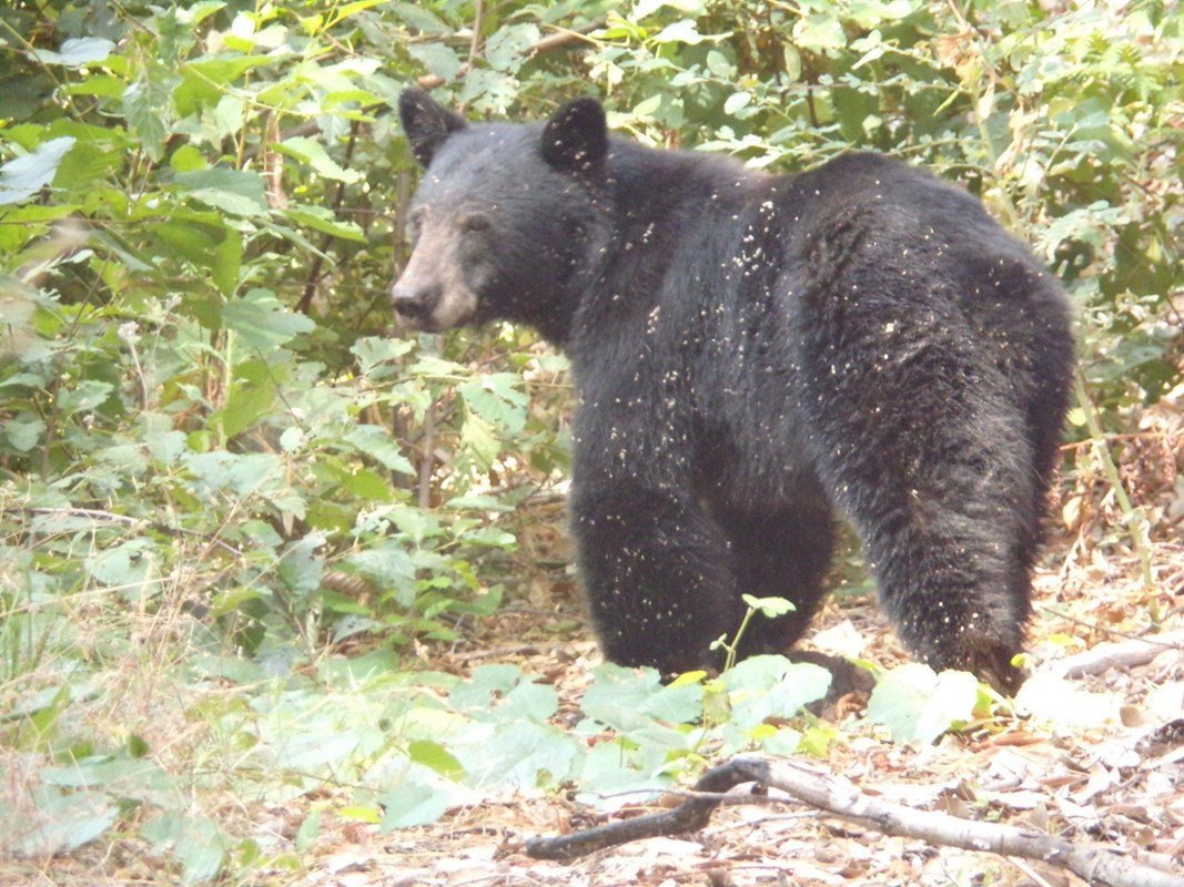 Close-up photo of black bear in front of green shrubs.