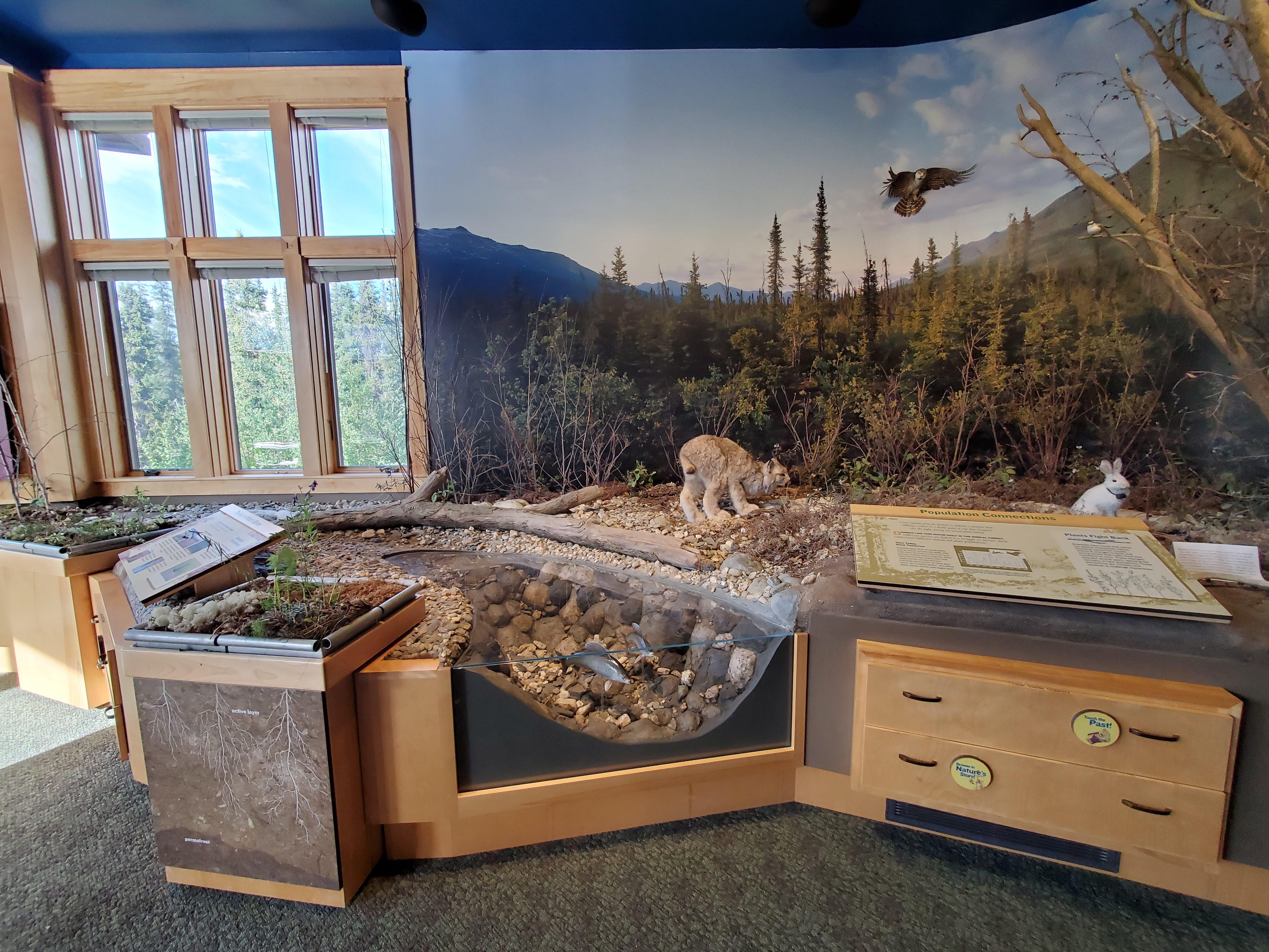 Large exhibit shows a river scene with fish and a lynx stalking a snowshoe hare