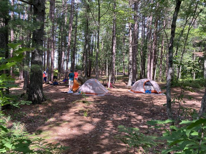 A campsite in a forest with four people standing to the left of two tents set up.