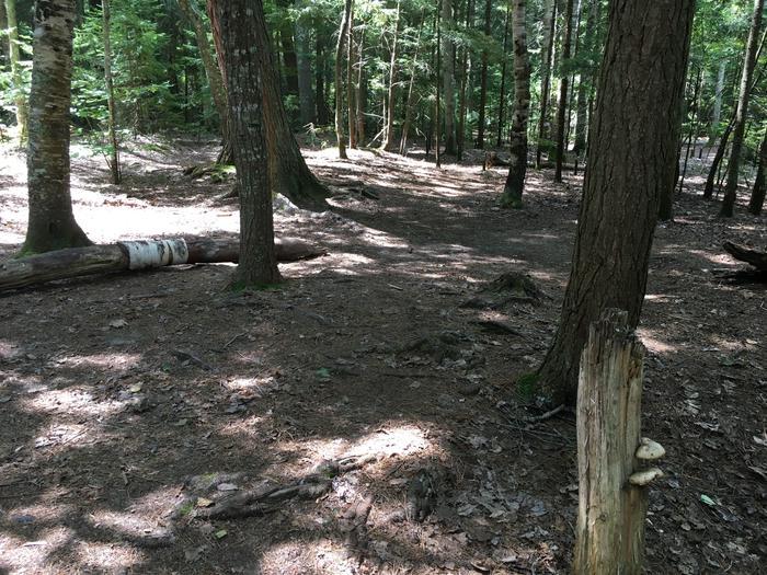 Forest area with flat grounds. Trees are spaces apart.