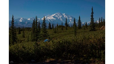 a tent in a brushy forest with a vast snowy mountain in the distance