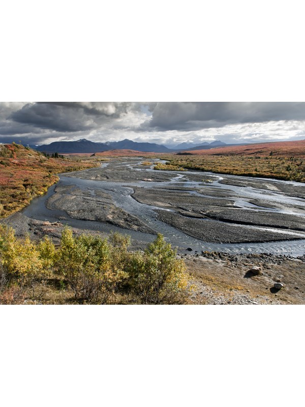 a braided river flowing through a brushy landscape