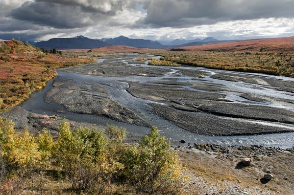 a braided river flowing through a brushy landscape