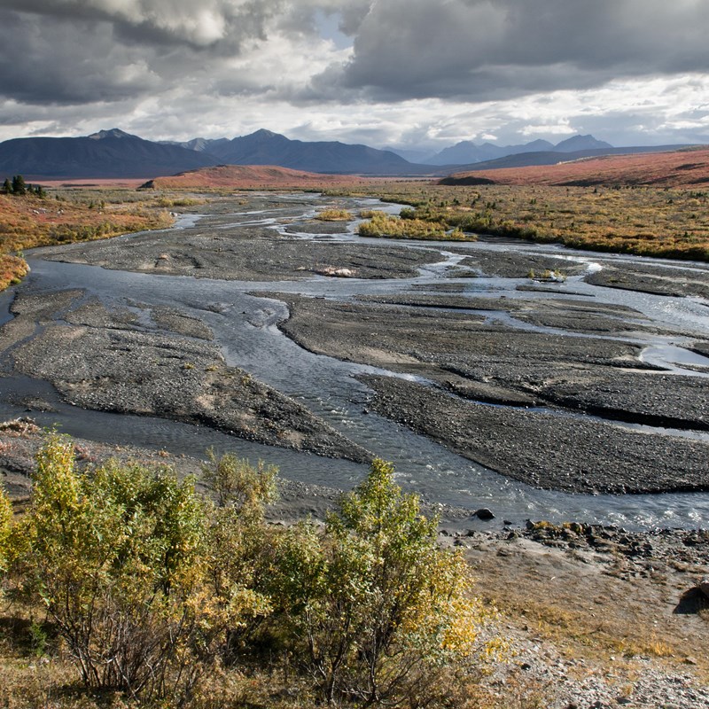 a braided river flowing through a brushy landscape 