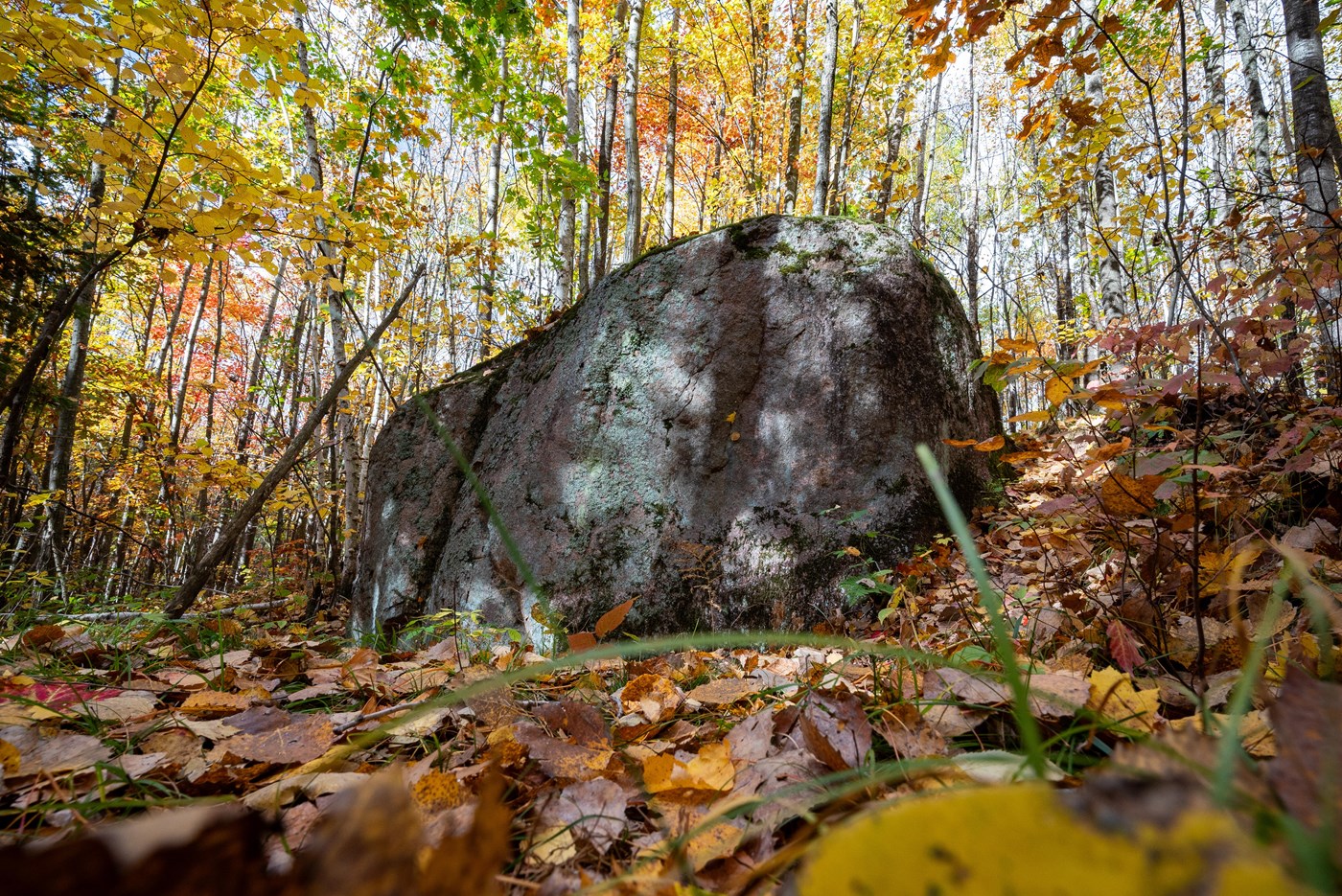 Photograph of a large glacial erratic boulder in autumn with trees covered in colorful foliage and f