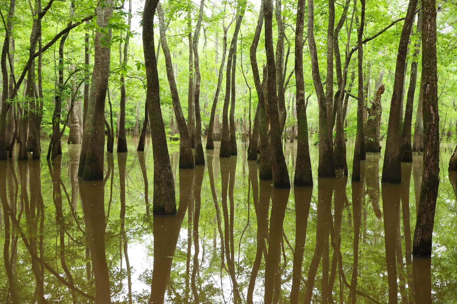 Reflections of twisting tupelo trees in calm water below a green canopy.