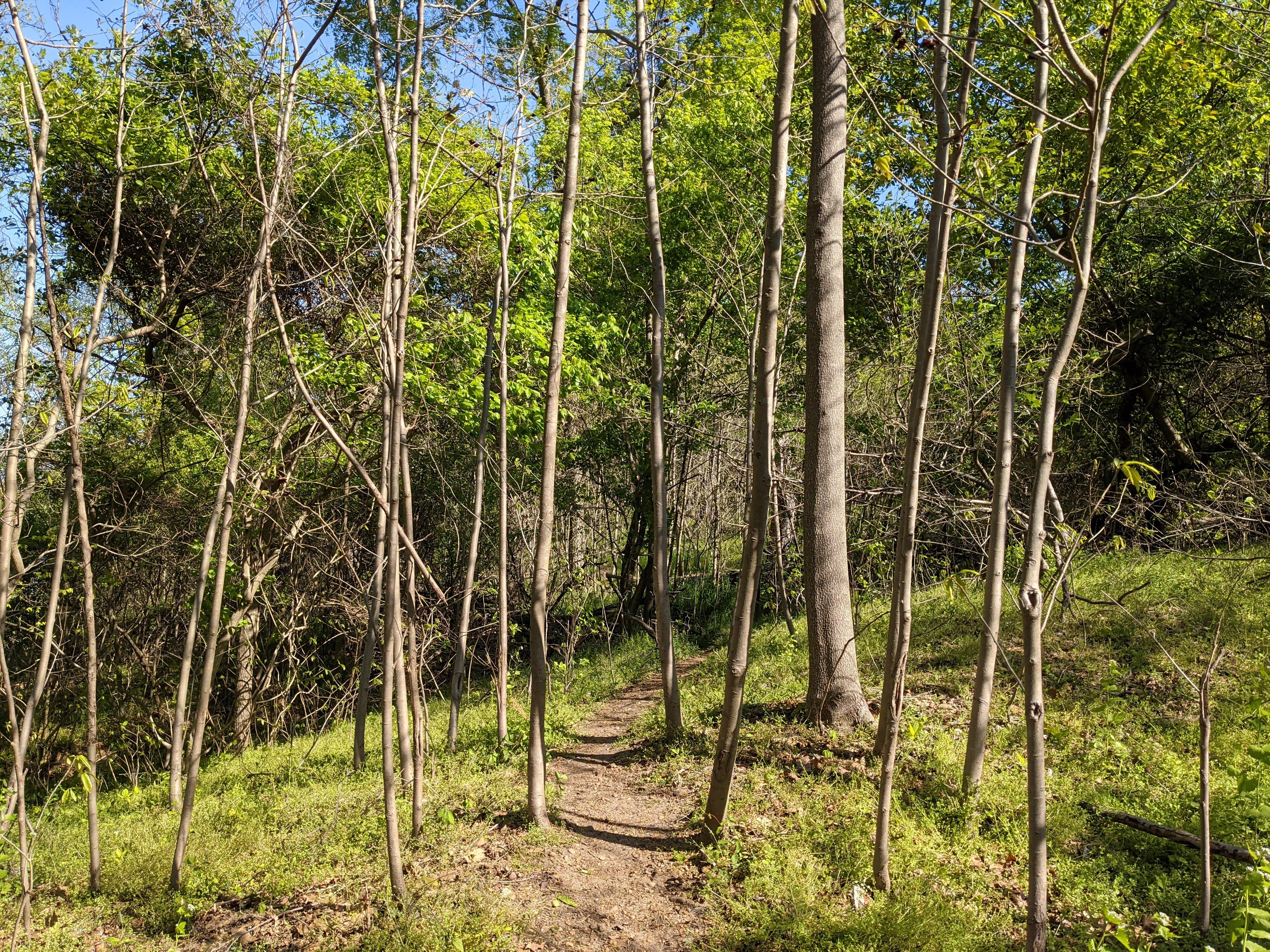 a thin trail through a young forest