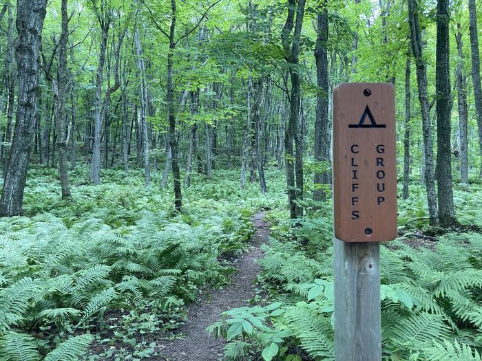 Forest with bright green tree leaves and plants. A trail sign reads Cliff Group.