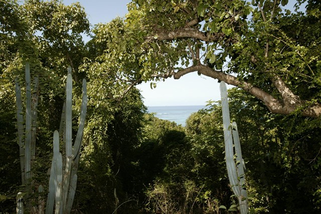 Photograph of the trees and vegetation along the hiking trail on Buck Island