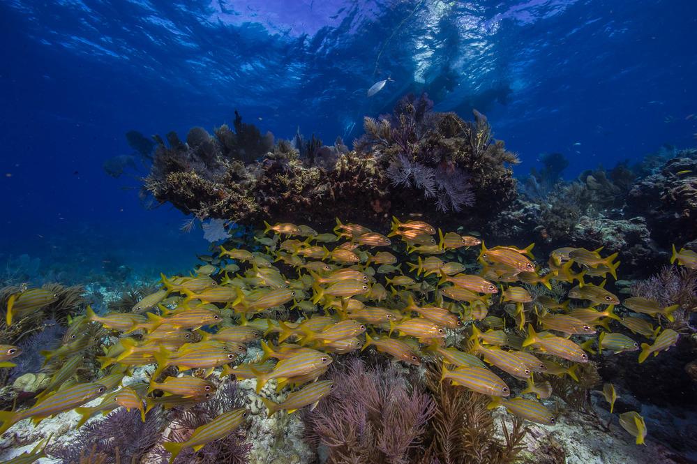 Underwater view of coral reef with a large school of yellow and blue fish