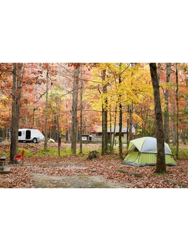 Wooded campsite with fall color surrounding a yellow tent.