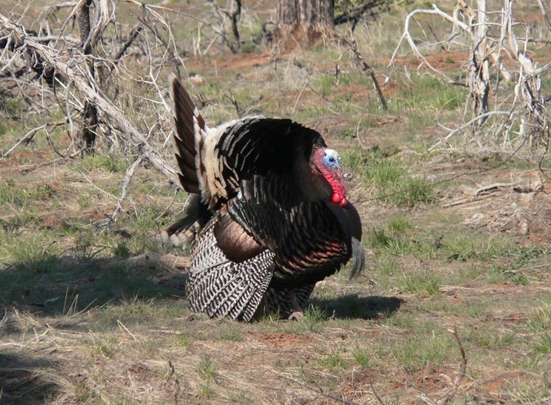 Wild Turkeys at Fort Dupont A wild turkey