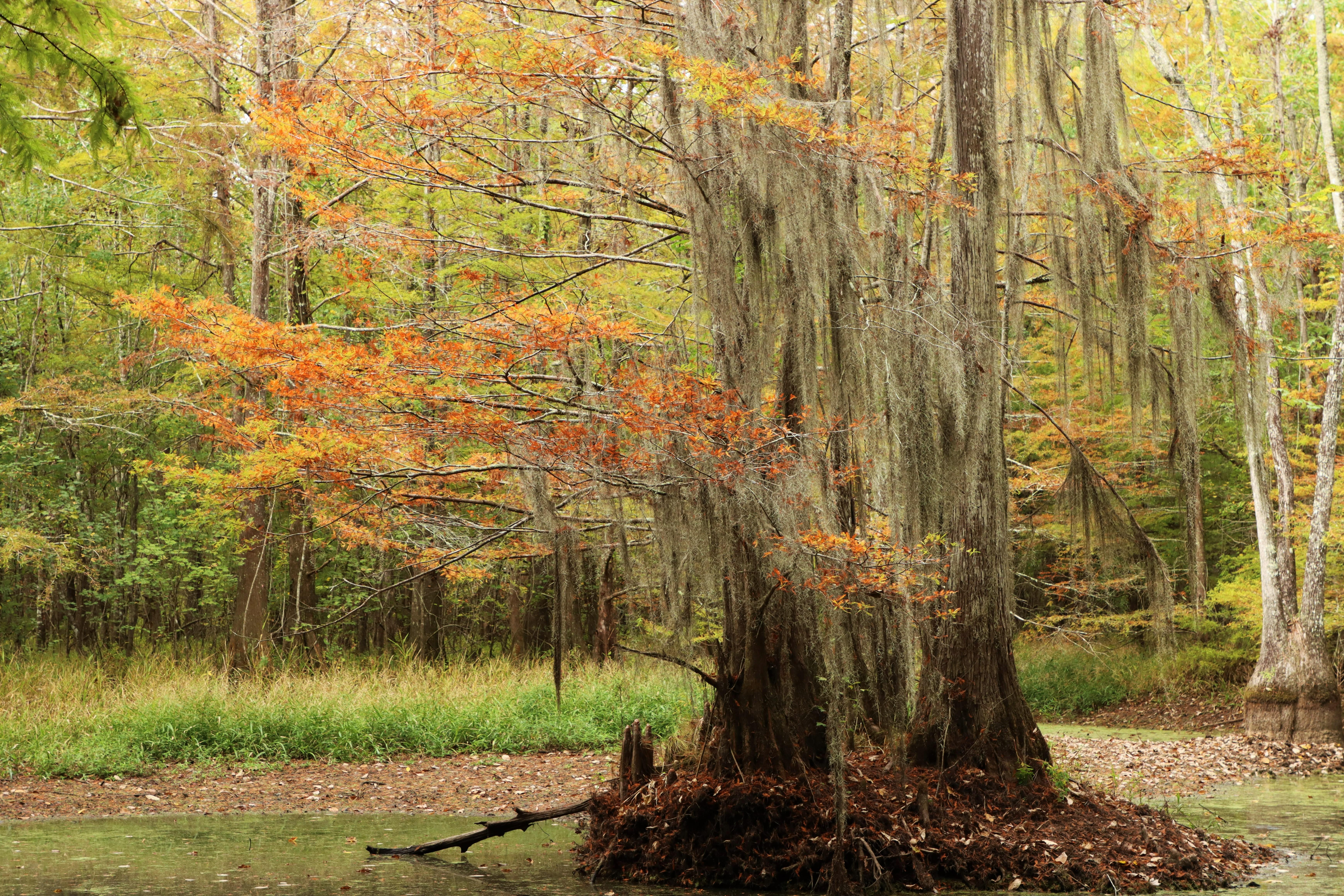 a mossy bald cypress tree displaying fiery orange leaves amid a background of green forest.