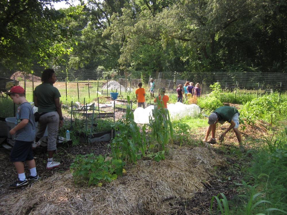 Children plant vegetables at the community gardens